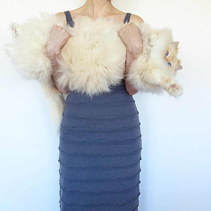 кот выглядит как пушистое облако 