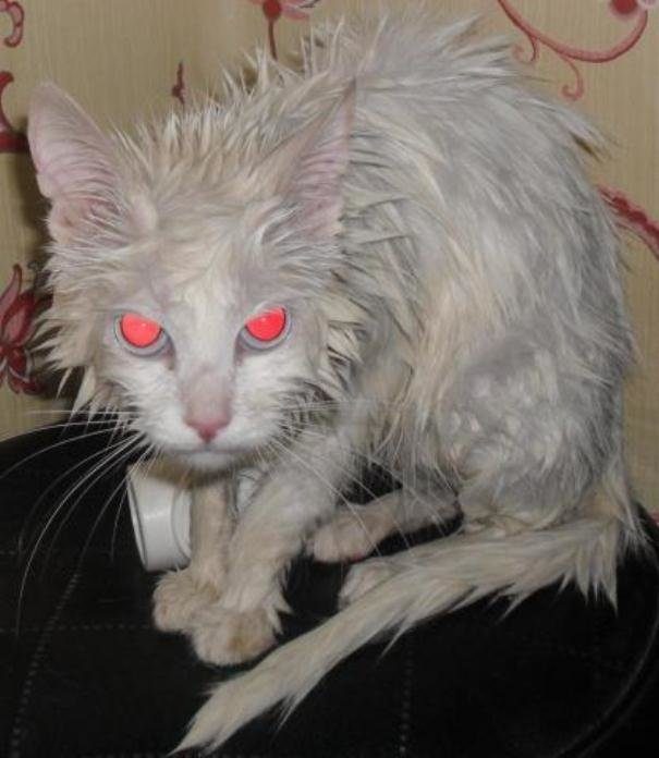 Очаровательные котики