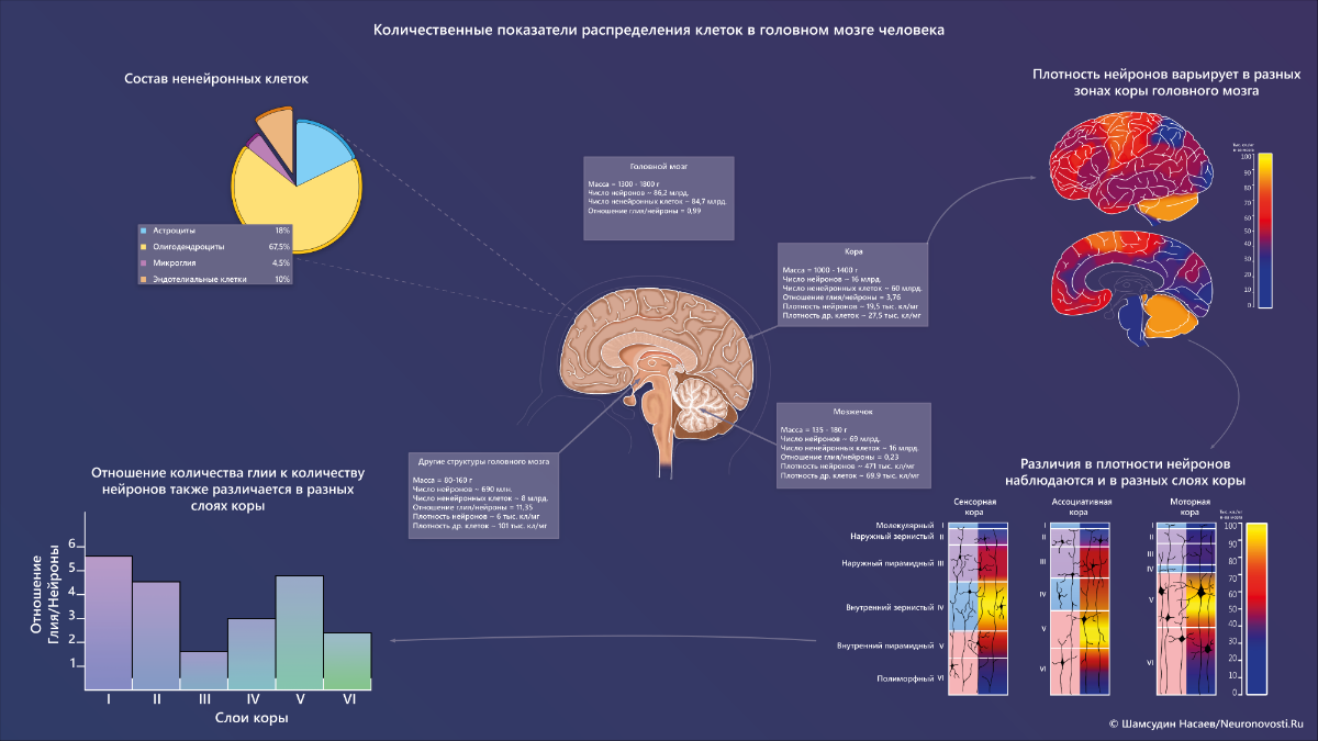 Из каких веществ состоит мозг. Головной мозг инфографика. Состав мозга. Отделы мозга инфографика. Инфографика человеческого мозга.