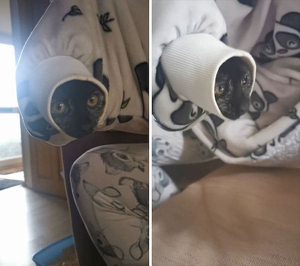 Фотография: 22 уморительных фото простых кошачьих будней №2 - BigPicture.ru