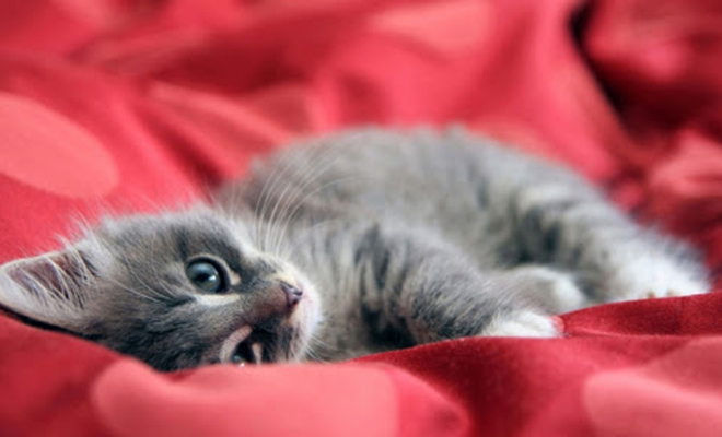 Ученые назвали 5 типов отношений между домашними кошками и человеком Ученые назвали 5 типов отношений между домашними кошками и человеком Культура