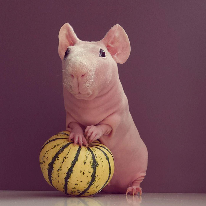 лысая морская свинка позирует с едой 