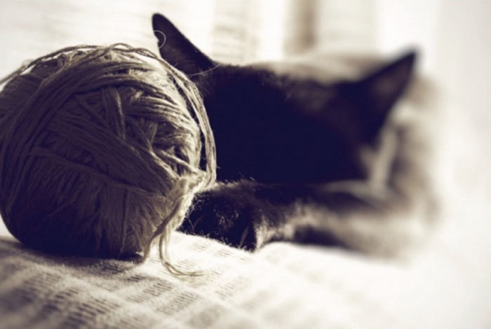 как технологии изменили жизнь кошек