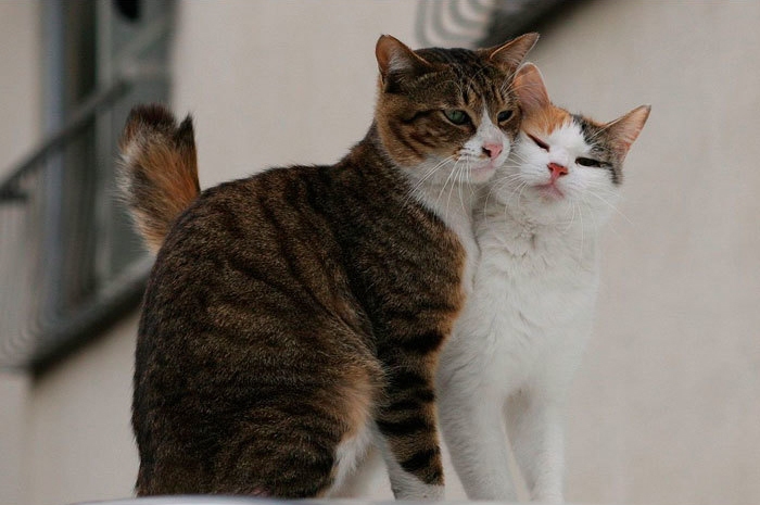 как технологии изменили жизнь кошек