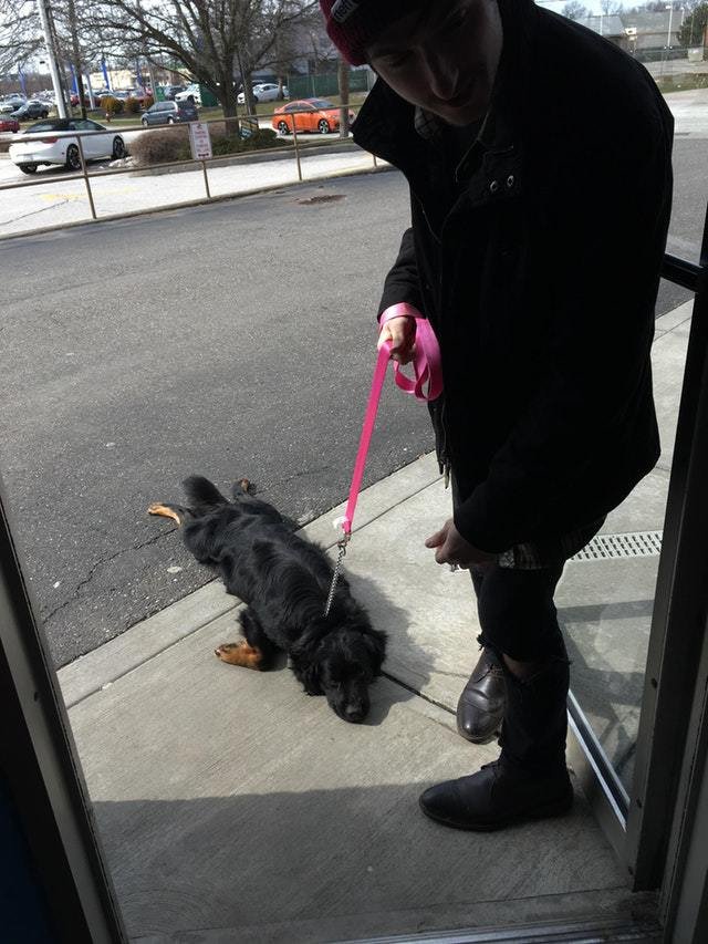 Счастливые домашние любимцы, они заразят вас настроением Счастливые домашние любимцы, они заразят вас настроением картинки