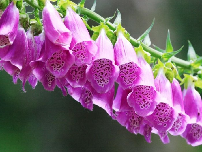 10 красивых растений, которые нельзя сажать у себя в саду ни в коем случае цветы