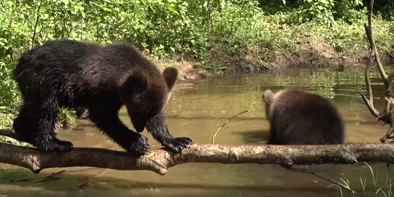 Биологи показали любимый пруд медвежат-сирот