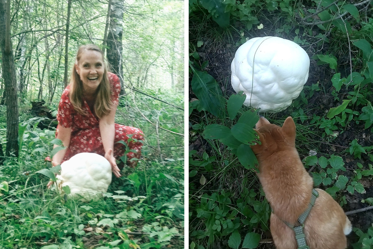Жители красноярского Академгородка нашли гигантский гриб