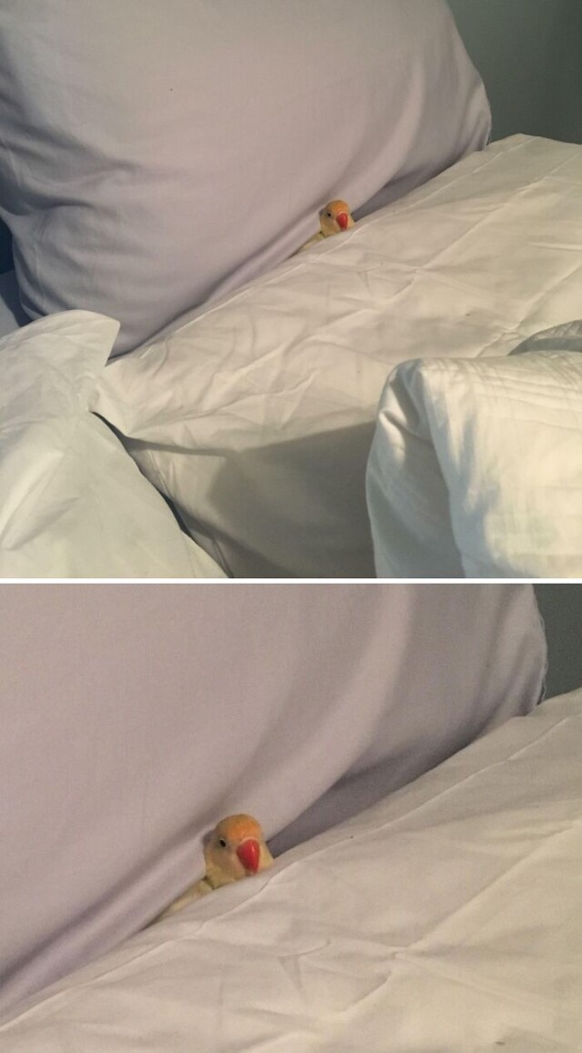 15 фотографий, которые доказывают, что попугаи в качестве домашних питомцев никогда не дают заскучать своим владельцам 