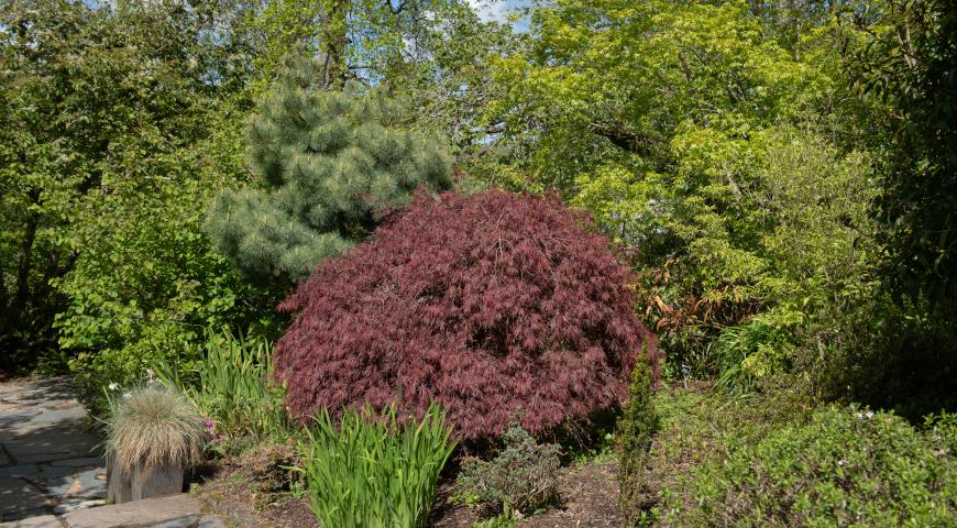 7 видов сосен, которые отлично подходят для сада Pinus, кроной, кедровая, более, горная, хвоей, сосен, дерево, обыкновенная, очень, видов, сосны, высотой, кустарник, декоративных, сосна, веймутова, выносит, sylvestris, ветвями