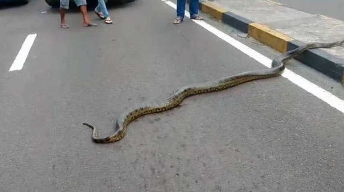Дорога змейка. Змея ползет. Змея переползает дорогу. Раздавленная змея на дороге.