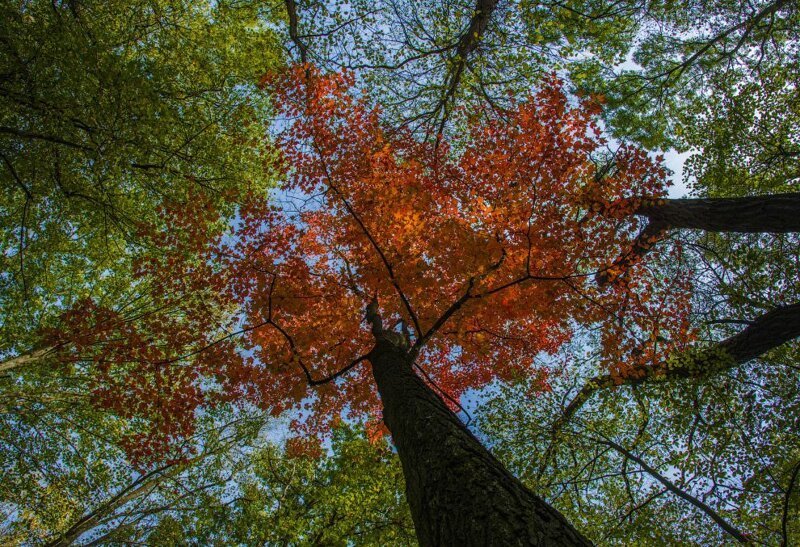 Лесные пейзажи Лесные пейзажи природа,путешествия