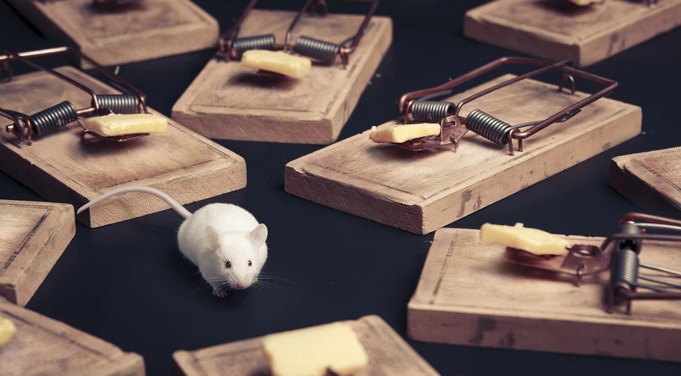 Как избавиться от мышей в квартире навсегда: 9 эффективных средств грызуны,полезные советы