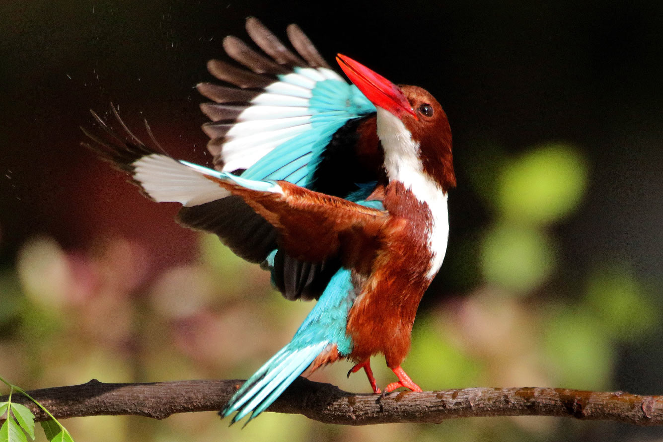 Кто такие птицы природа,Путешествия,фото