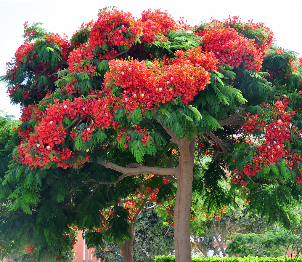Деревья цветущие красным цветом. Королевский Делоникс цветение. Делоникс дерево. Рододендрон тюльпановое дерево. Делоникс баобабовый.