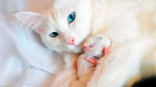 Таинственный гость