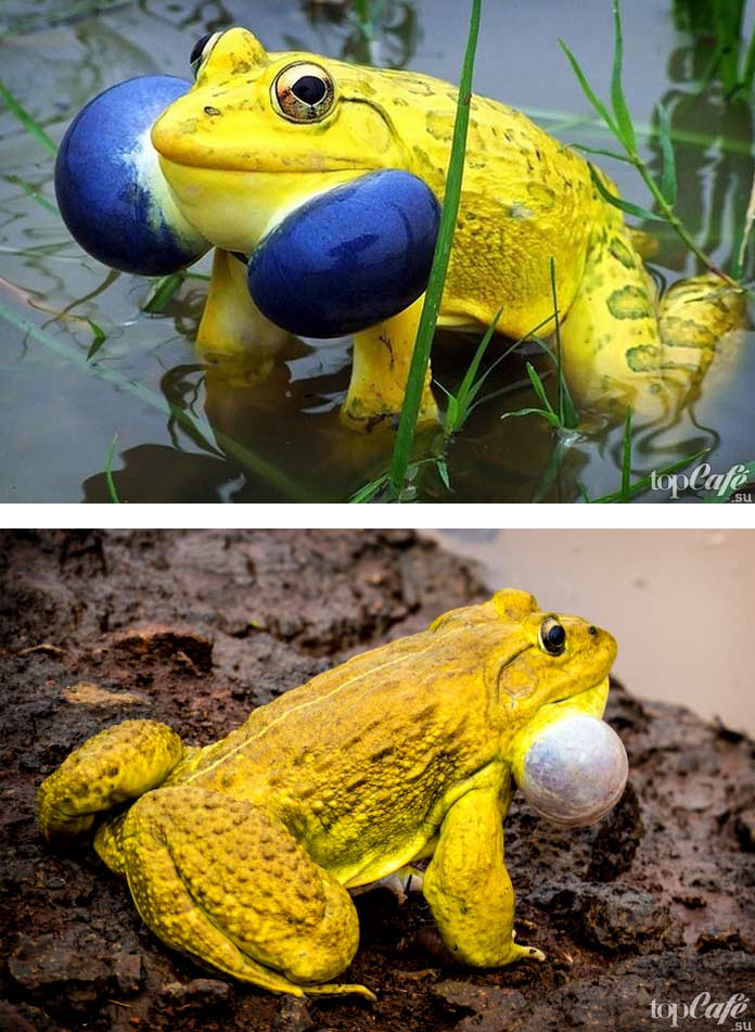 Индийская тигровая лягушка