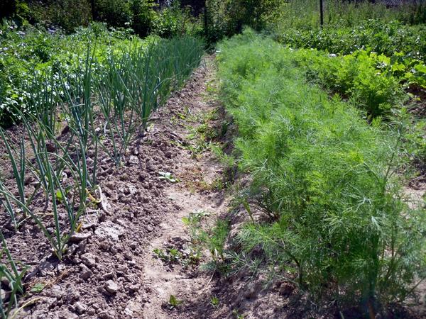 Уход за луком не слишком сложен Уход за луком не слишком сложен
