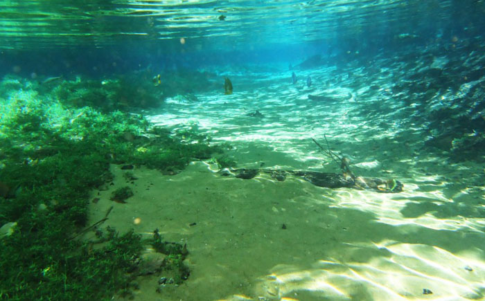 Удивительно прозрачные водоемы Удивительно прозрачные водоемы животные