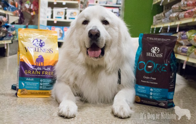 Is your dog a #WellnessPet? Here's how I tell if my Great Pyrenees are showing the 5 Signs of Wellness.