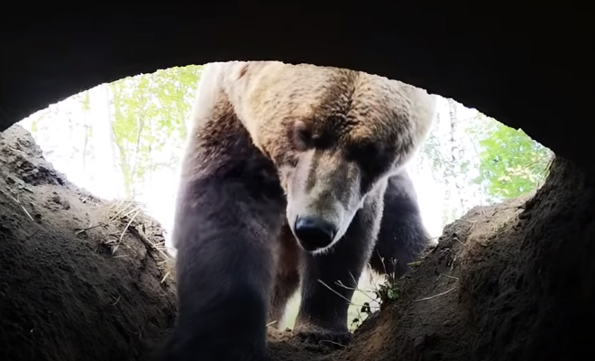 Как медведь роет берлогу на зиму: видео изнутри