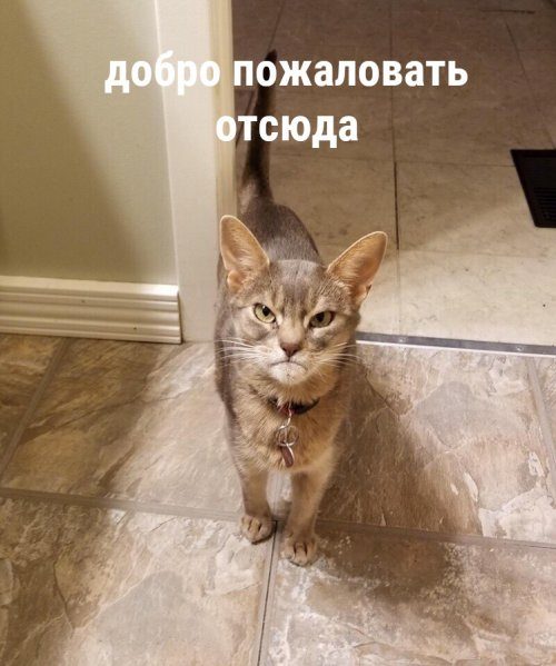 Фотоприколы и смешные картинки