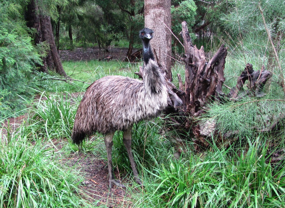 Мельбурн дождливым днём Мельбурна, Австралии, кенгуру, которая, позади, этому, часть, дождь, следуем, центр, несколько, Мельбурн, размеру, когда, первые, возвращаться, европейские, Пеликаны…, поселенцы, крупное
