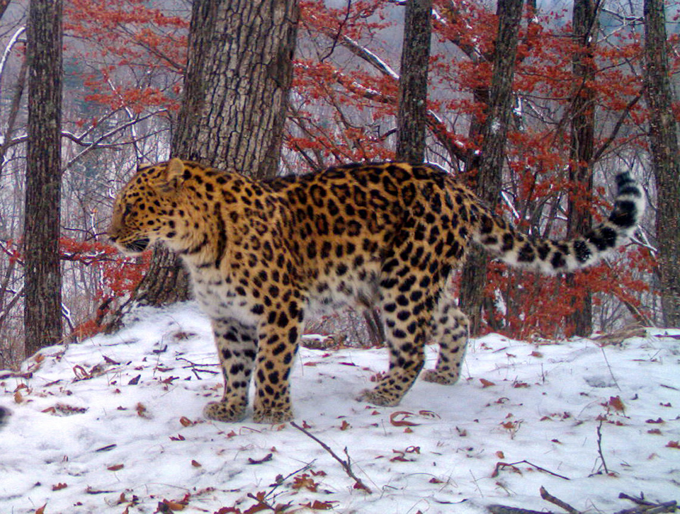 Леопард, снимок с фотоловушки