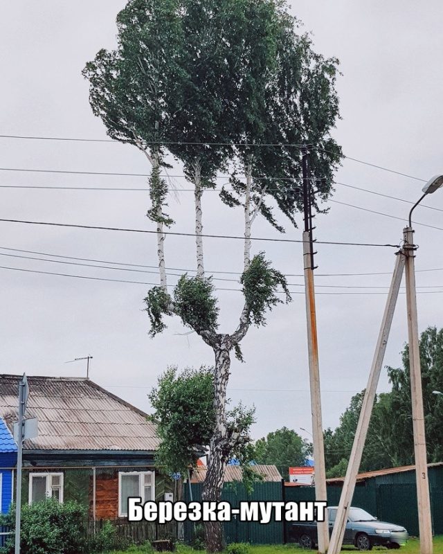 Смехотерапия, 25 лучших приколюх фото-приколы,юмор