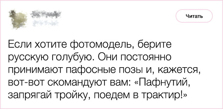 20+ фактов о психологии и характере кошек, которыми поделился заводчик со стажем