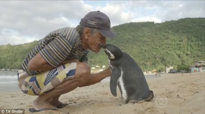 Пингвин каждый год проплывает 8000 километров, чтоб увидеть своего спасателя