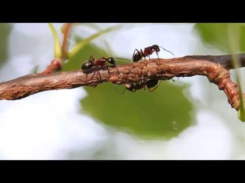 Муравьи и тля: взаимодействие друг с другом