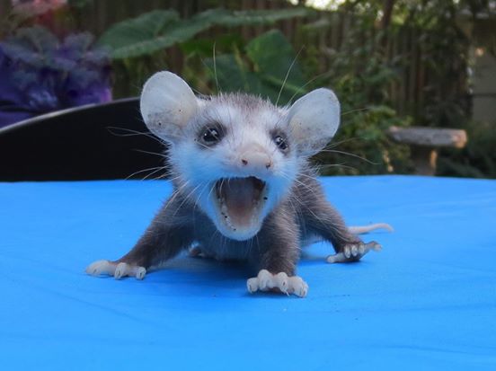 маленький опоссум 