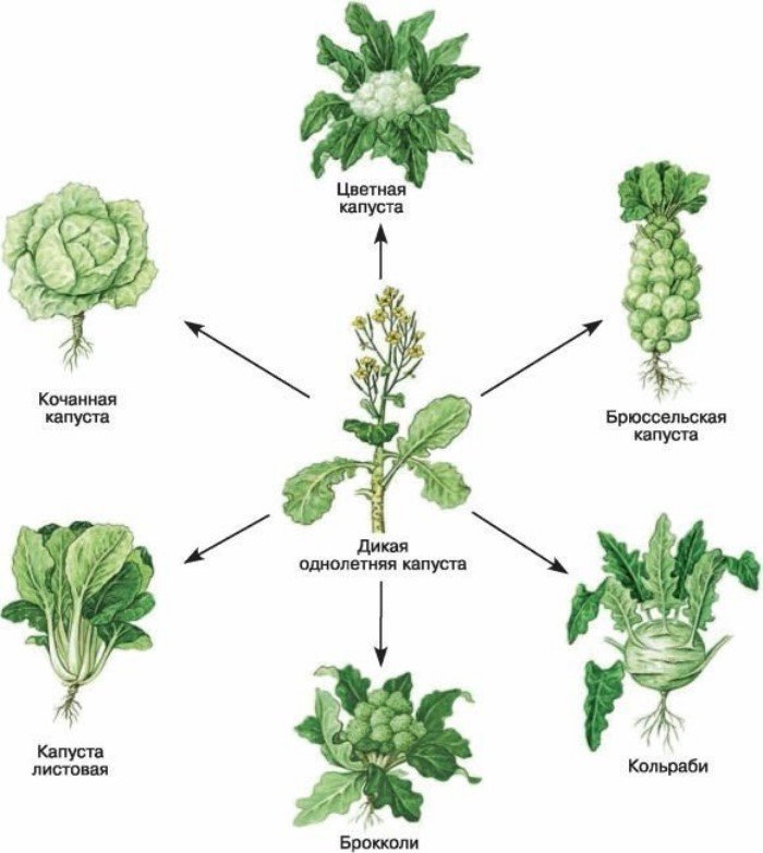 Капуста группа организмов. Дикий предок капусты белокочанной. Селекция растений отбор схема. Сорта капусты искусственный отбор. Сорта капусты от дикого предка.
