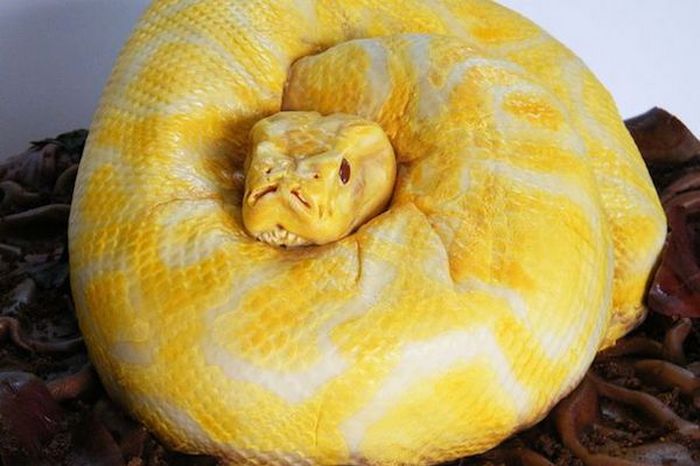 Торт-змея.