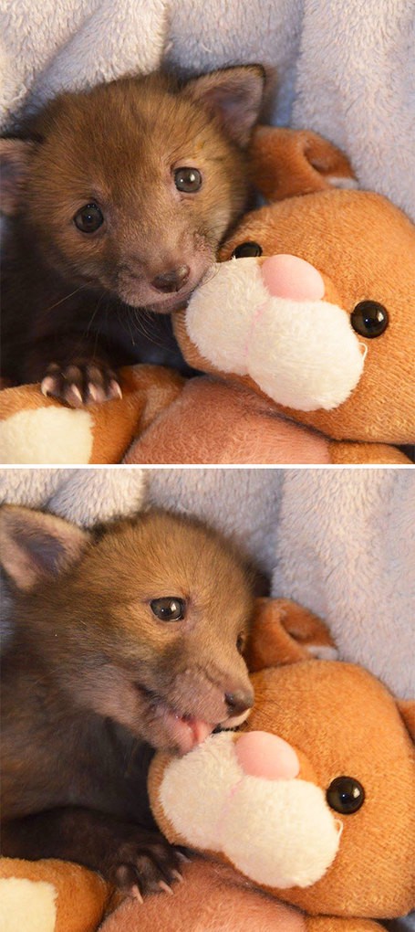 Rescue Baby Fox Loves Snuggling With His Plush Bunny Toy