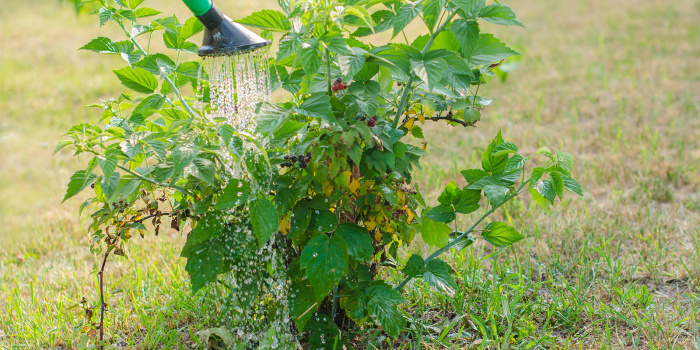 Как повысить урожайность малины: доступное средство из домашней аптечки дача,сад и огород,садоводство,удобрения