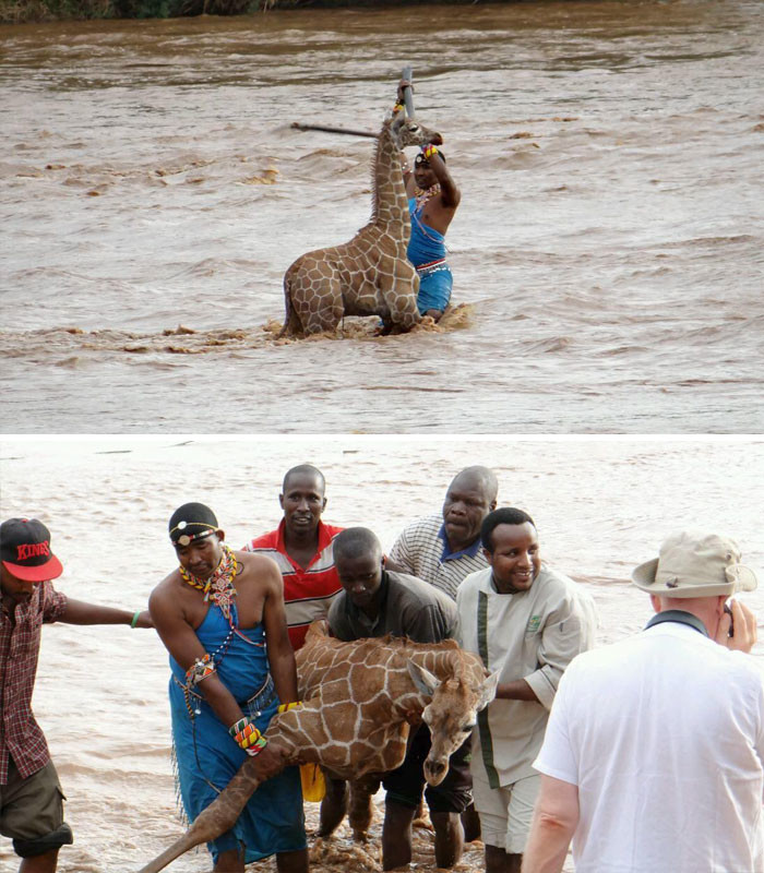 Группа людей спасла тонущего жирафенка в Кении Счастливый конец, животные, спасение