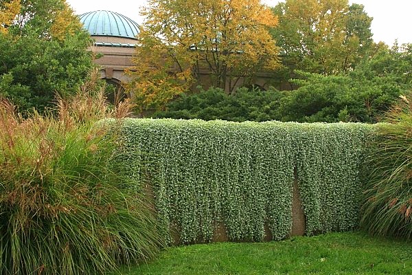 Garden Photograph: Silver Falls Dichondra, Garden Design Ideas topic, Garden Design Ideas, Garden Design Ideas gallery PRsarahev