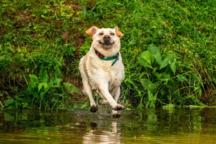 Забавные животные: финалисты Comedy Pet Photography Awards2020