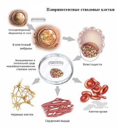 4. Получение стволовых клеток "этичным" путем гипотезы, наука, нобелевская премия, открытия, ученые
