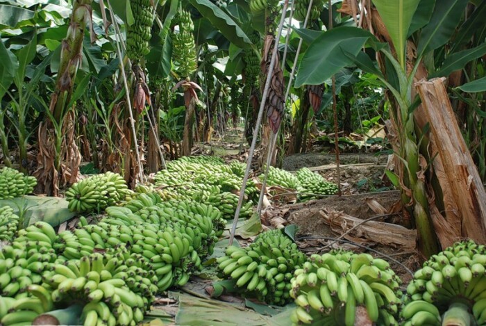 Код укажет, каким именно образом были выращены бананы. |Фото: kolyan.net.