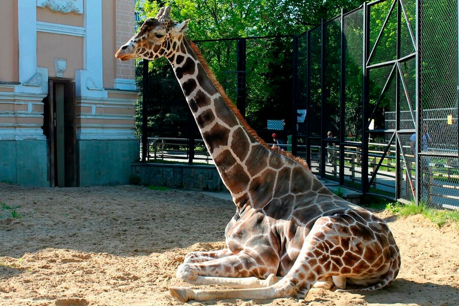 Прощай, Самсон Гамлетович: Московский зоопарк потерял один из своих самых позитивных символов