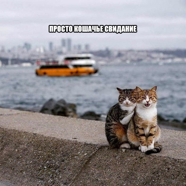 Прикольные картинки и зачетные фотографии с надписями из сети