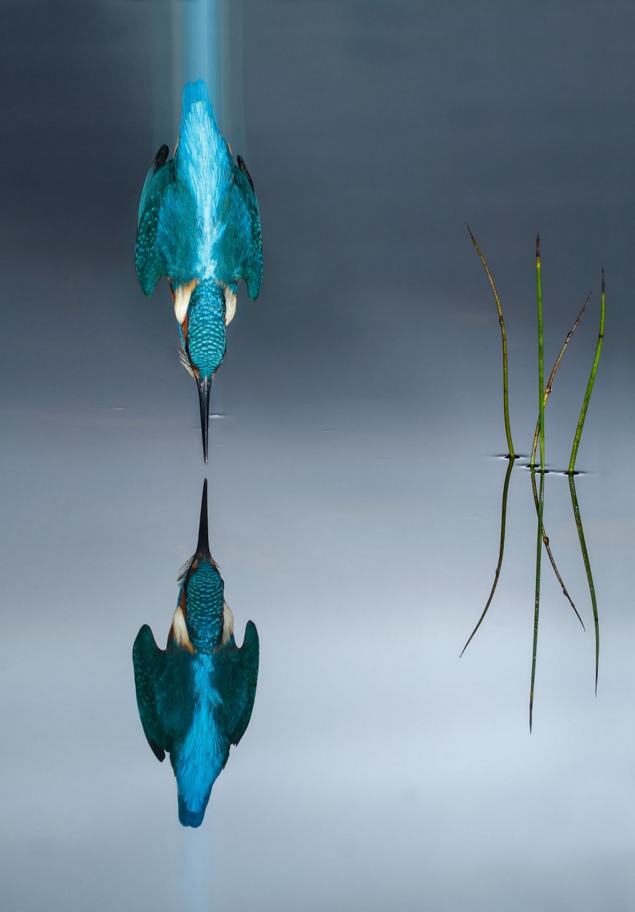 Лучшее с конкурса Bird Photographer of the Year 2018