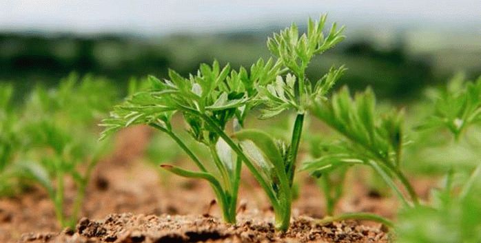 4 фактора скорости всхода моркови 4 фактора скорости всхода моркови советы