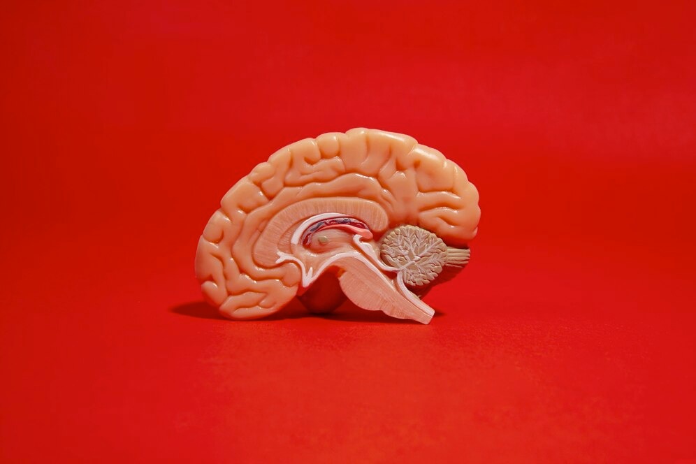 Science News: «молодые» органы, мозг и иммунная система продлевают жизнь