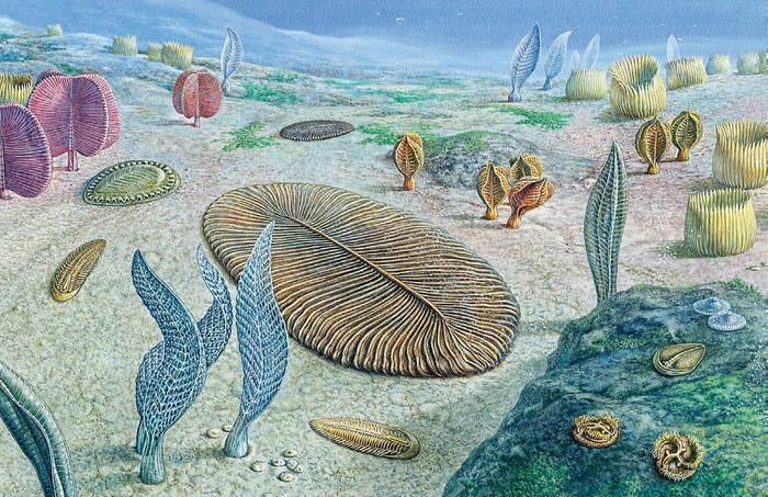 Мы живём на дне Палеонтология, Палеогеография, Море, Осадочные породы, Копипаста, Elementyru, Окаменелости, Длиннопост