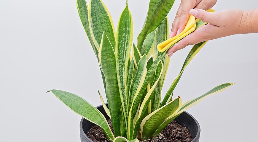 Сансевьера, щучий хвост или тещин язык - самое неубиваемое растение для вашего дома комнатные растения,цветоводство