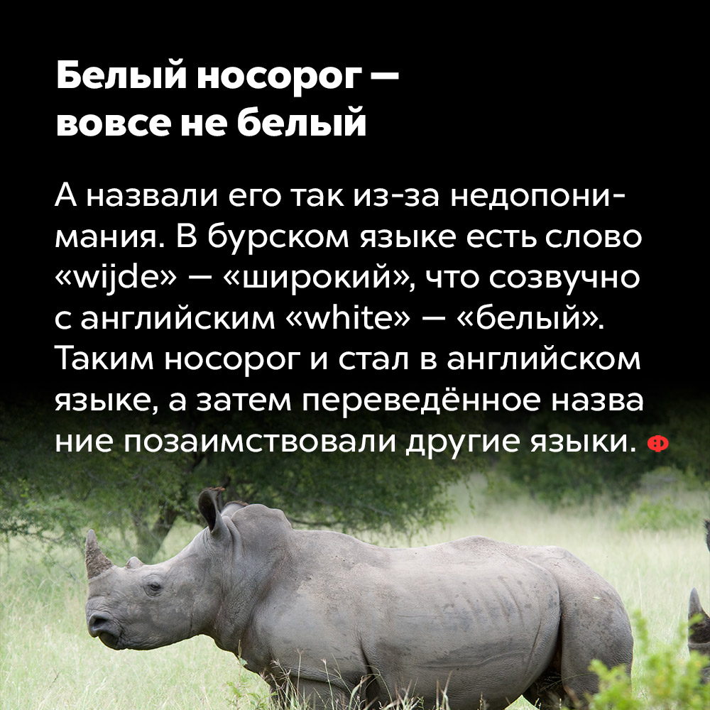 Презентация про белого носорога